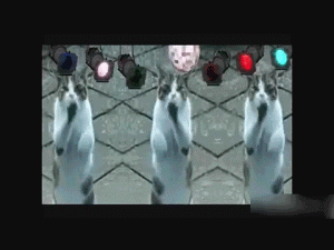 Cats dancing to flickering lights
